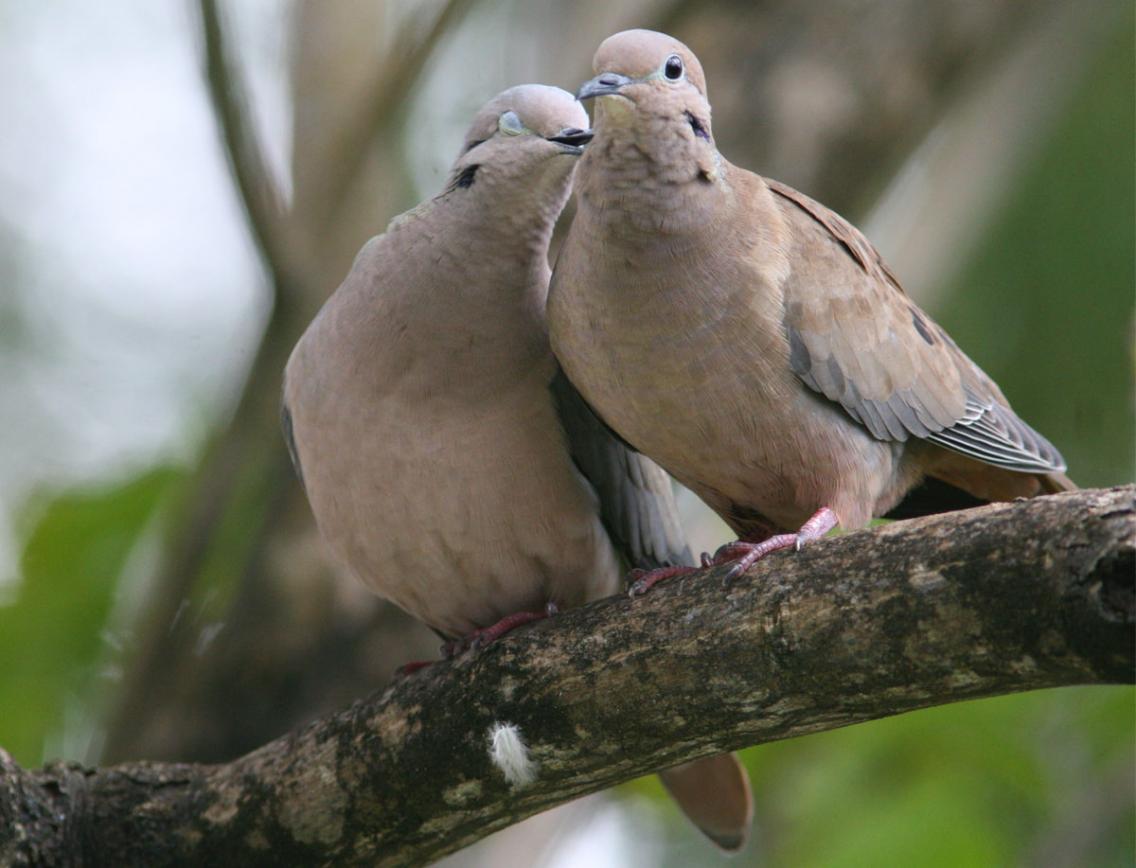 الاســـم:	Dove.jpg
المشاهدات: 18917
الحجـــم:	86.6 كيلوبايت