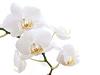 اضغط على الصورة لعرض أكبر. 

الإسم:	artistic-white-flower.jpg 
مشاهدات:	1252 
الحجم:	7.0 كيلوبايت 
الهوية:	752